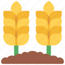 wheat, field, agriculture, farm, fields