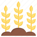 wheat, grain, food, farming, and, gardening