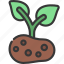 grow, potato, agriculture, farm, food 