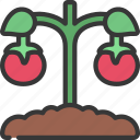tomato, plant, agriculture, farm, tomatos