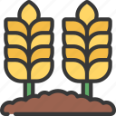 wheat, field, agriculture, farm, fields