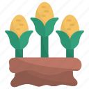 corn, harvest, farming, farm, food, organic, sack