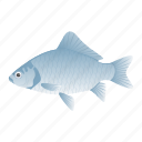 cyprinidae, fish, crucian carp, freshwater fish, aquatic animal