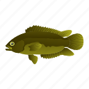 anabas testudineus, anabas, fish, marina animal, aquatic animal