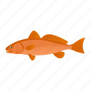 sciaenops ocellatus, red drum, fish, aquatic animal, marine animal