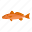 sciaenops ocellatus, red drum, fish, aquatic animal, marine animal 