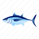 fish, aquatic animal, longfin tuna, albacore tuna, seafood