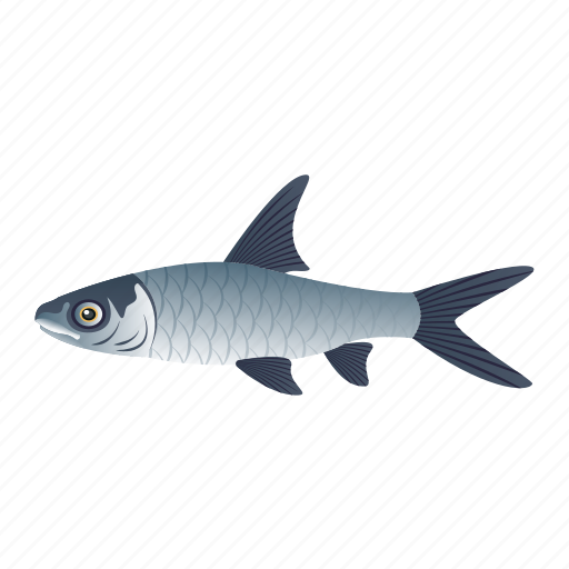 Fish, aquatic animal, marine animal, shark fish, selachimorpha icon - Download on Iconfinder