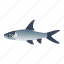 fish, aquatic animal, marine animal, shark fish, selachimorpha 