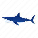 fish, aquatic animal, marine animal, white shark, selachimorpha