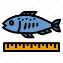fish, size, ruler, dimensions, measurement