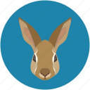 bunny, cute, hare, pet, rabbit, wildlife