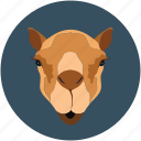 camel, camel face, forest, indian camel, nature, zoo
