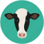 animal face, cow, farm pet 