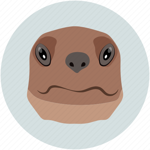 Turtle pet icon - Download on Iconfinder on Iconfinder