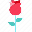 flower, heart, love, rose, valentine