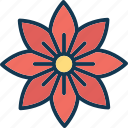 blooming, decorative, floral, flower