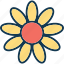 amaryllis flower, clematis, daisy, flower 