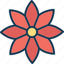 blooming, decorative, floral, flower