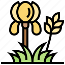 flora, garden, iris, perennial, plant 