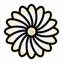 zinnia, chrysanthemum, blossom, daisy, flower