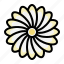 zinnia, chrysanthemum, blossom, daisy, flower 