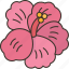 chaba, flower, hibiscus, plant, tropical 