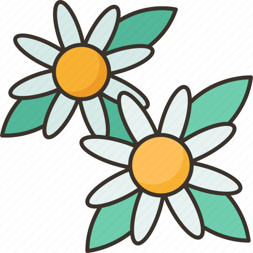 Chamomile, daisy, flower, herb, spring icon - Download on Iconfinder