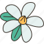 ervatamia, flower, pinwheel, garden, shrub 