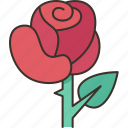 rose, flower, petal, valentine, romantic