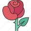 rose, flower, petal, valentine, romantic 