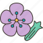 saponaria, flower, plant, horticulture, nature 