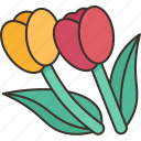 tulip, blossom, floral, spring, field