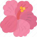 chaba, flower, hibiscus, plant, tropical