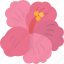 chaba, flower, hibiscus, plant, tropical 