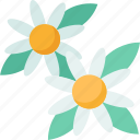 chamomile, daisy, flower, herb, spring