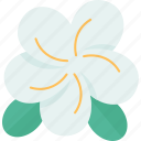 frangipani, flower, petal, scent, plant
