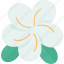 frangipani, flower, petal, scent, plant 