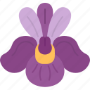 iris, bloom, botany, garden, spring