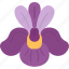 iris, bloom, botany, garden, spring 