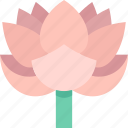 lotus, waterlily, flower, aquatic, tropical