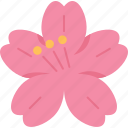 sakura, flower, cherry, blossom, springtime