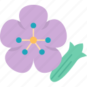 saponaria, flower, plant, horticulture, nature