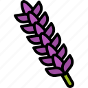 lavender, flower, floral, garden, blossom, spring, nature