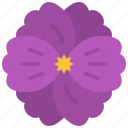 violet, flower, floral, garden, blossom, spring, nature