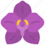 orchid, flower, floral, garden, blossom, spring, nature 