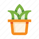 pot, flowerpot, plant, leaves