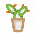 pot, flowerpot, plant, cactus