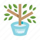 plant, tree, flowerpot, pot