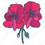geraniun 